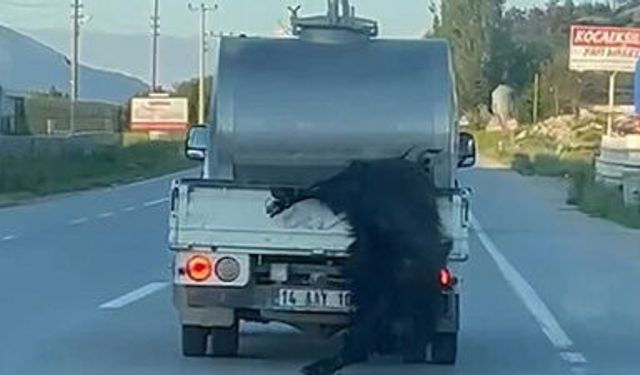 Kurbanlık hayvanı kamyonetin arkasından sarkıtarak taşıdı!