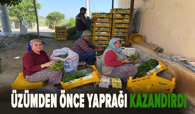 Üzümden önce yaprağı kazandırdı: Kapış kapış gidiyor