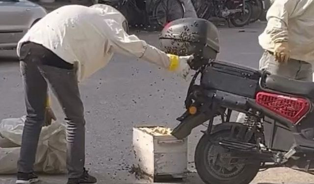 Arılar motosiklette oğul verdi