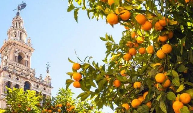 50 bin portakal var ama bu şehirde kimse yiyemiyor: Tek bir nedeni var