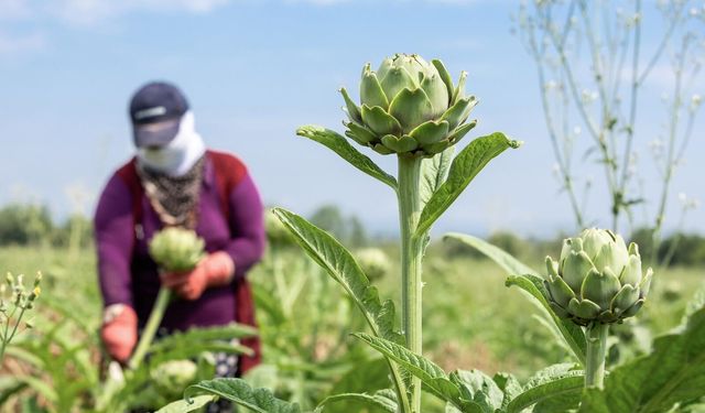 Uluabat Gölü havzasında "Hasanağa Enginarı Hasat Programı"