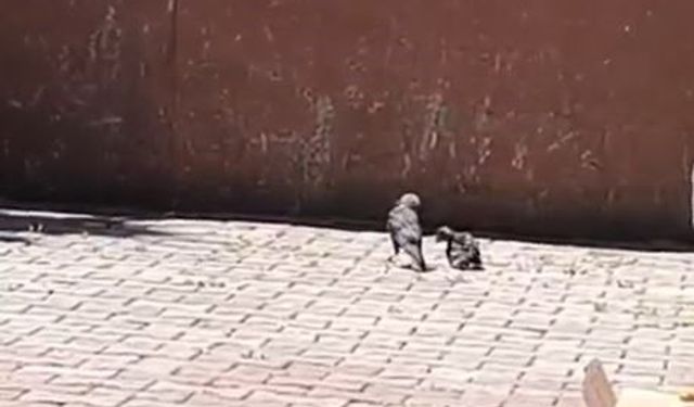 Arnavutköy'de okulun havalandırma boşluğuna düşen karga yavrusu kurtarıldı