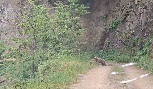 Ayı ve üç yavrusu yolda görüntülendi