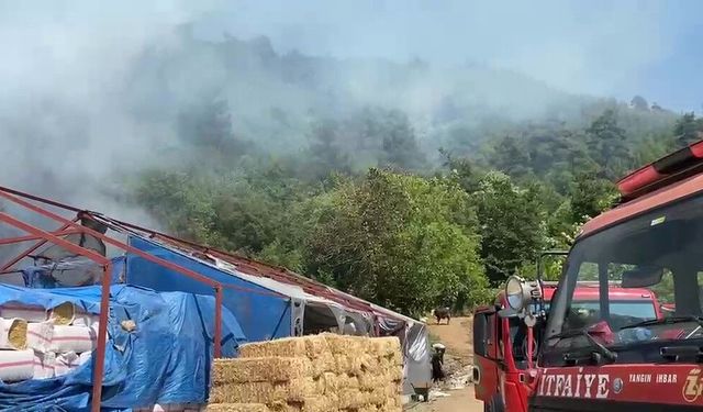 Bursa'da ormanlık alanda yangın