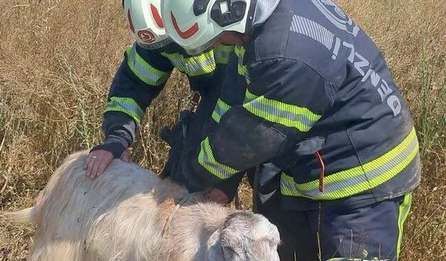 Denizli'de kuyuya düşen keçileri itfaiye kurtardı