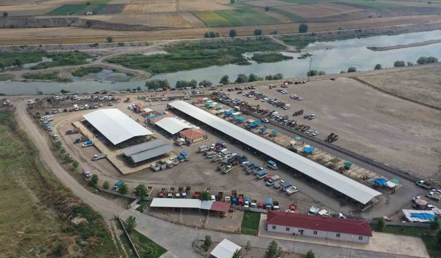 Erbaa'da koyun çiçek hastalığı nedeniyle hayvan pazarı kapatıldı