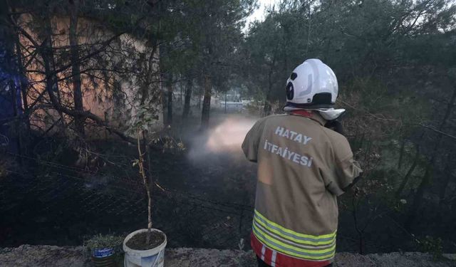 Hassa'da çamlık alan yangını