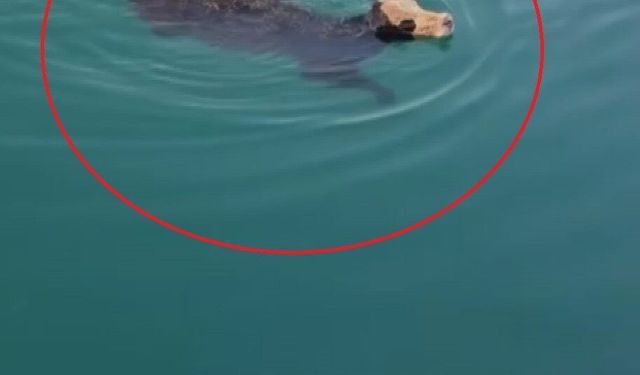 Hatay'da sevkiyat esnasından kaçan angusun yüzerek kaçtığı anlar kamerada