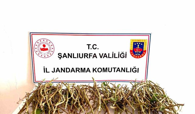 Hırsızlar bu defa fıstık dalı çaldı