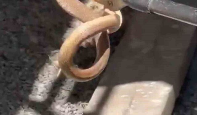 Iğdır'da eve giren yılan paniğe neden oldu
