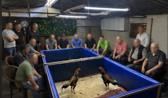 İzmir'de horoz dövüşü operasyonu: Çiftlik mühürlendi, 130 bin lira ceza kesildi