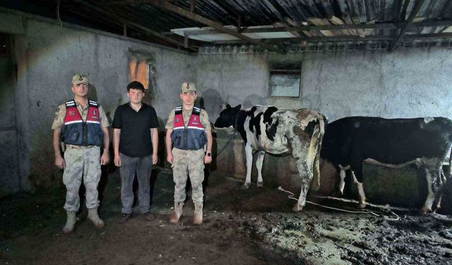 Kayıp büyükbaş hayvanlar jandarma ekiplerince bulundu