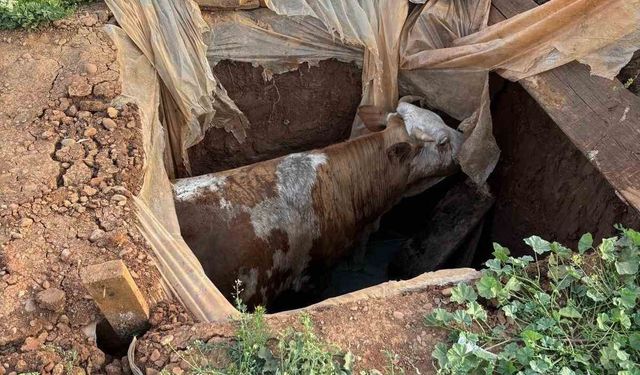 Muş'ta foseptik çukuruna düşen ineği itfaiye ekipleri kurtardı