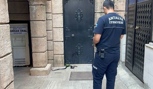 Namaza gelen cemaat karşılaştıkları yılanı önce oyuncak sandı, hareket edince telefona sarıldı