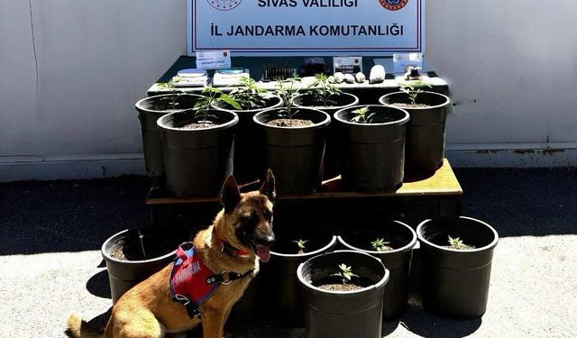 Saksıda yetiştirilen uyuşturucu fide aşamasında ele geçirildi