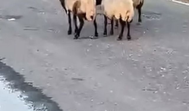 Siirt'te zehirlendiği iddia edilen 32 küçükbaş hayvan telef oldu