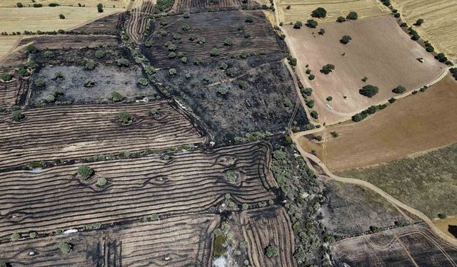 Uşak'ta çıkan yangında 600 dekar ekili alan zarar gördü