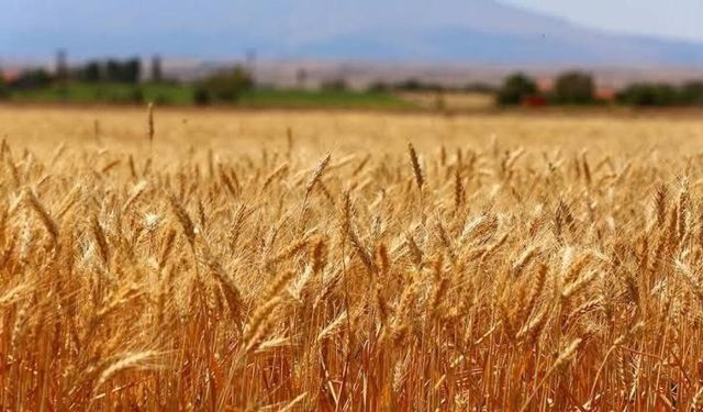 Buğday iki yılın zirvesinde: Ekmek fiyatları için yeni risk