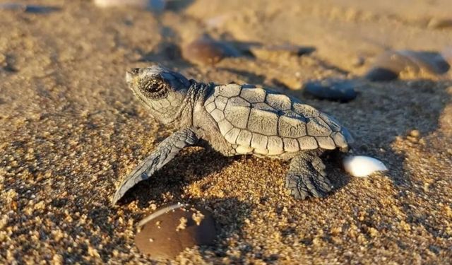 Ula'da sahilde Caretta Caretta bulundu