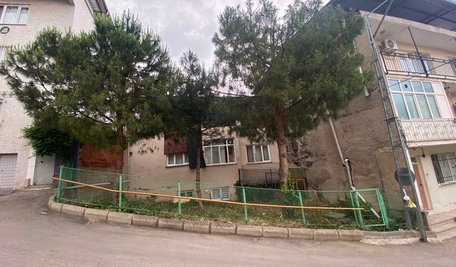 Betonların arasında yükselen vasiyet: Bursa’daki üç çamın duygulandıran hikâyesi