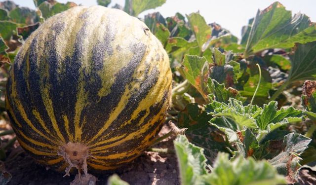 Dededen kalma tohumla üretiyorlar: Tadı için akın ediyorlar