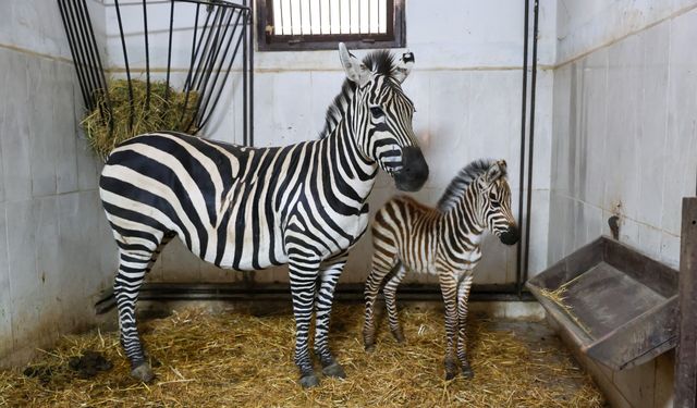 Bursa Hayvanat Bahçesi’nde zebra ailesi büyüyor
