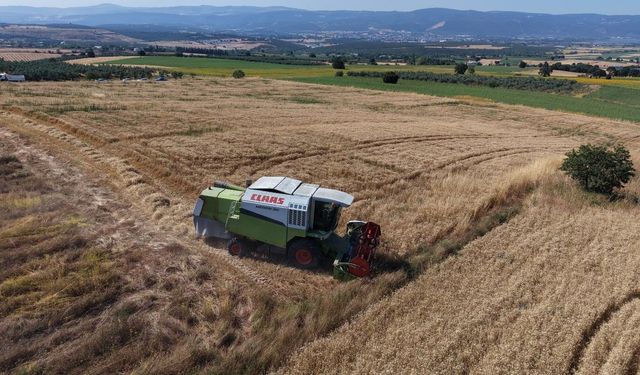 Bursa'da buğday hasadı başladı