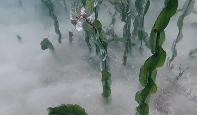 Dalgıçlar gözlerine inanamadı! Gölün dibinde “pamuksu” sır