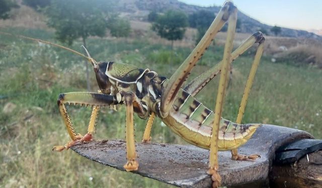 Gördüklerine inanamadılar: Dev çekirgeyi kaydettiler