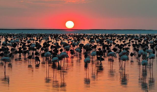 Tuz Gölü’nde flamingo rekoru: 12 bin 800 yavru sayıldı
