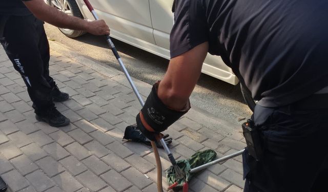Bursa'da yılan paniği