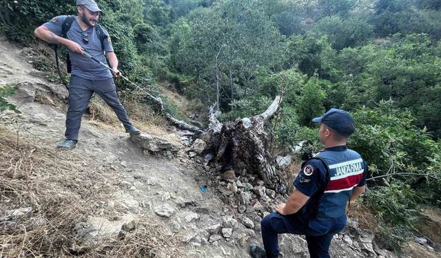 Ağaç yangını korkuttu
