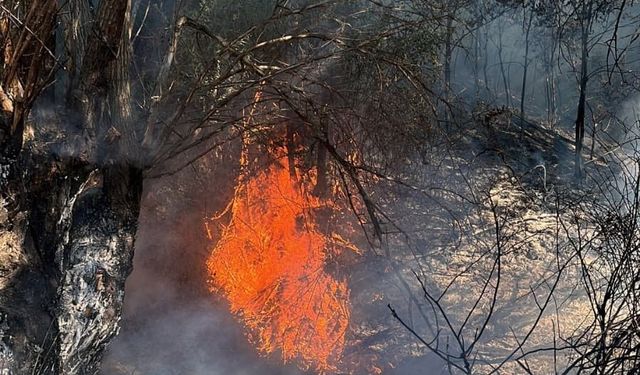 Ankara'da ağaçlık alanda çıkan yangın söndürüldü