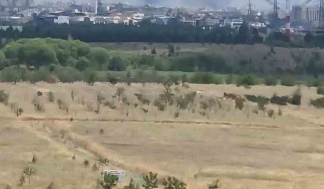 Ankara'daki ot yangını kontrol altına alındı