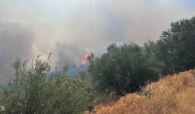 Ayvacık'ta arazi yangını ormana sıçradı