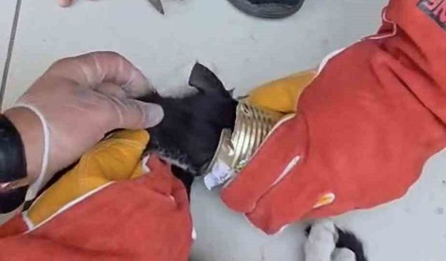 Batman'da yaramaz kedi kafasını tenekeye sıkıştırdı, itfaiye kurtardı