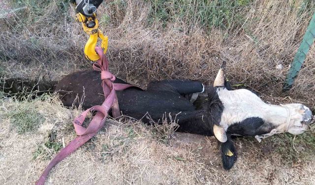 Bolu'da kanala düşen inek için itfaiye seferber oldu