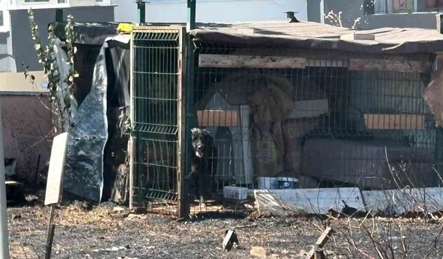 Çanakkale'de yol kenarında çıkan yangında köpek mahsur kaldı