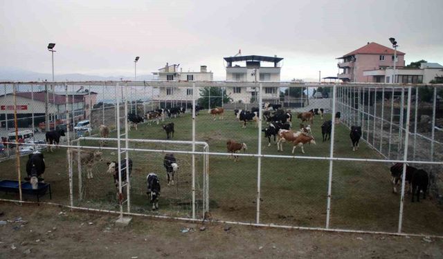 Çine'de alevlerin ulaştığı mahallede hayvanlar halı sahada korumaya alındı
