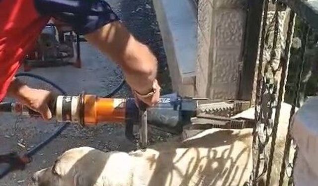 Demir kapıya sıkışan köpeği itfaiye kurtardı
