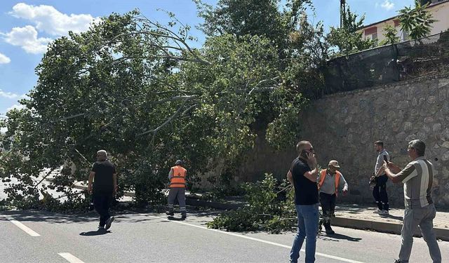 Eskişehir'de devrilen ağaç kara yolunu kısmen trafiğe kapattı