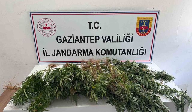 Gaziantep jandarmadan uyuşturucu operasyonu