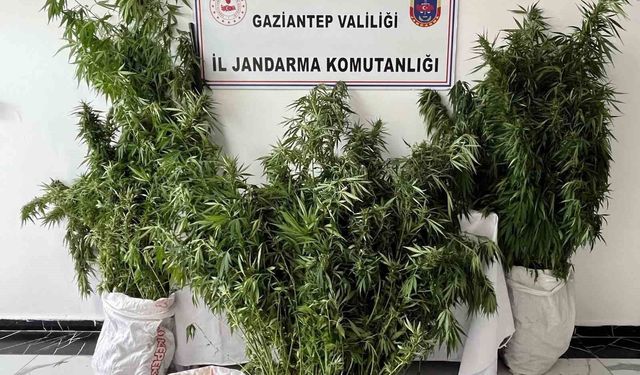 Gaziantep'te 215 kök kenevir ele geçirildi: 1 gözaltı