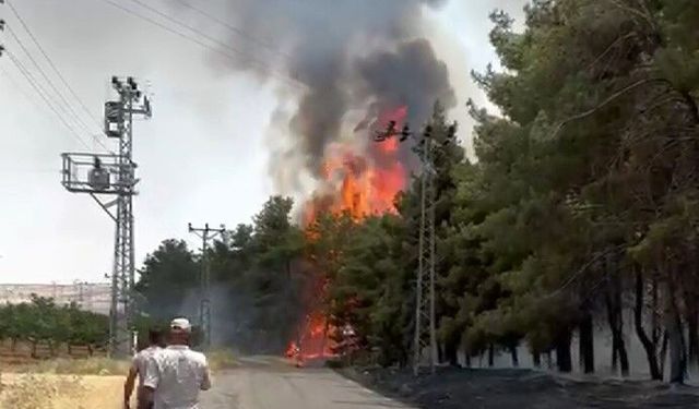Gaziantep'te orman yangını