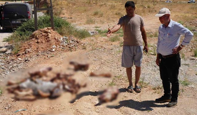 Gaziantep'te yol kenarına bırakılan at kafatası ve kemikleri hayrete düşürdü