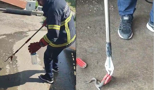 Hakkari'de aracın motor bölmesine giren yılan çıkarıldı