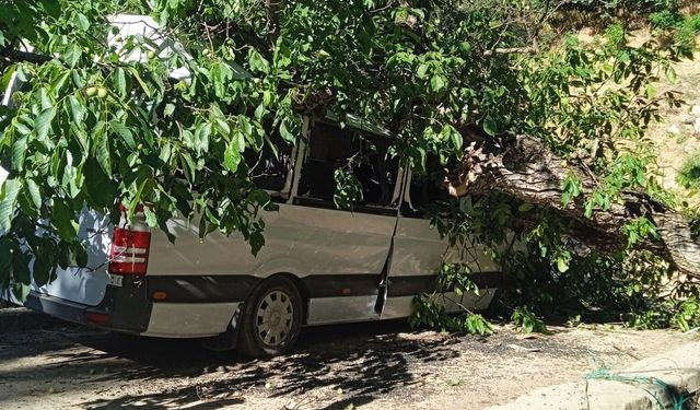 Hakkari'de park halindeki aracın üzerine ceviz ağacı devrildi
