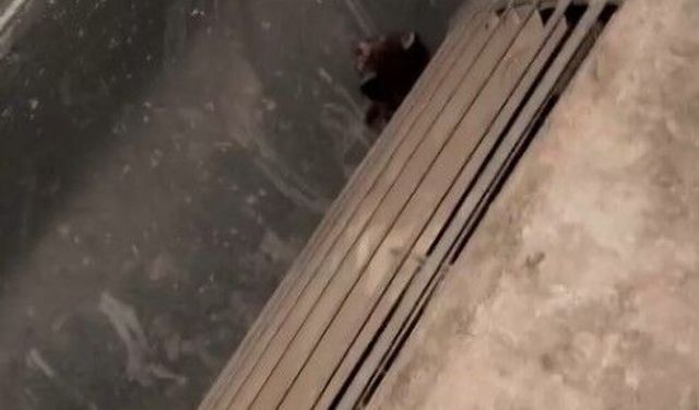 Havalandırma kazanına düşen 2 yavru kediyi öğretmen ve personel kurtardı