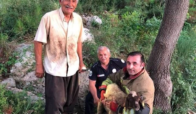 İskenderun'da dereye düşen koyun itfaiye ekiplerince kurtarıldı