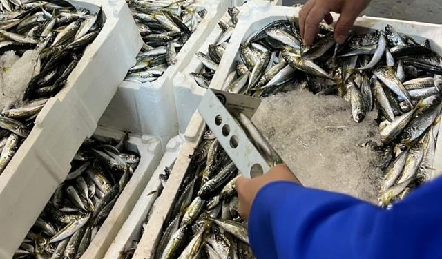 İzmir'de balık hali denetimi: 241 kilo kaçak su ürünleri ele geçirildi